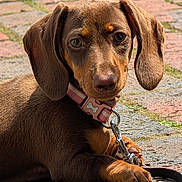 Jojo is registered to the contest to win money with this photo: dachshund, puppy, dog, pet, collar, leash, ears, brown_fur, outdoor, cobblestone, sunlight, paw, animal, canine, cute, closeup, young, resting, looking, adorable