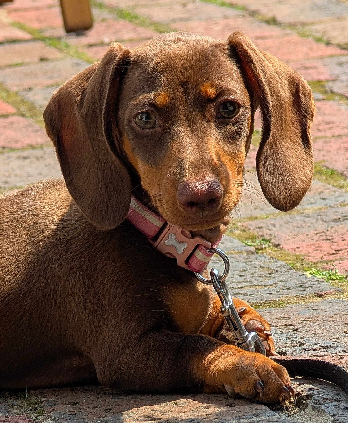 Jojo is registered to the contest to win money with this photo: dachshund, puppy, dog, pet, collar, leash, ears, brown_fur, outdoor, cobblestone, sunlight, paw, animal, canine, cute, closeup, young, resting, looking, adorable
