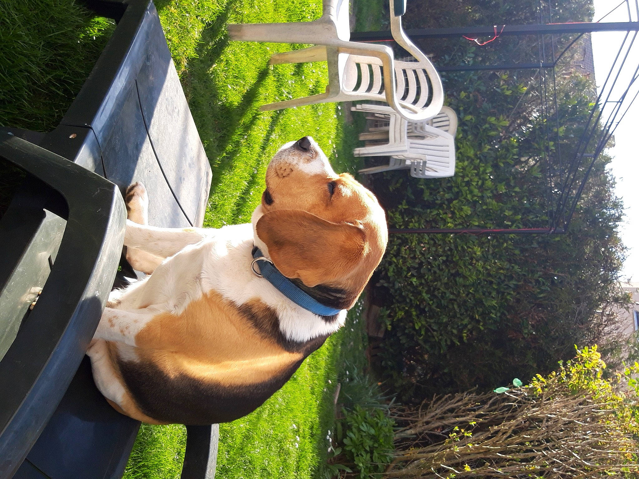 Lypton participe au concours pour gagner de l'argent avec cette photo : canidae, carnivore, dog, dog_breed, fawn, grass, snout