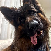 Harlow is registered to the contest to win money with this photo: dog, german_shepherd, tongue_out, bandana, pet, indoor, curtain, plush_toy, furry, cute, playful, animal, canine, portrait, fur, ears, pet_accessory, smiling, head_tilt, domestic
