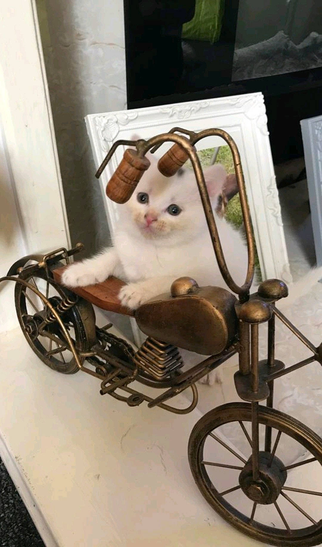 Luna joined the competition — help win amazing prizes! automotive_tire, baby_carriage, bicycle_accessory, bicycle_part, bicycle_tire, bicycle_wheel, carnivore, cart, cat, companion_dog, fawn, felidae, motor_vehicle, rim, small_to_medium_sized_cats, tire, toy, vehicle, wheel, wood
