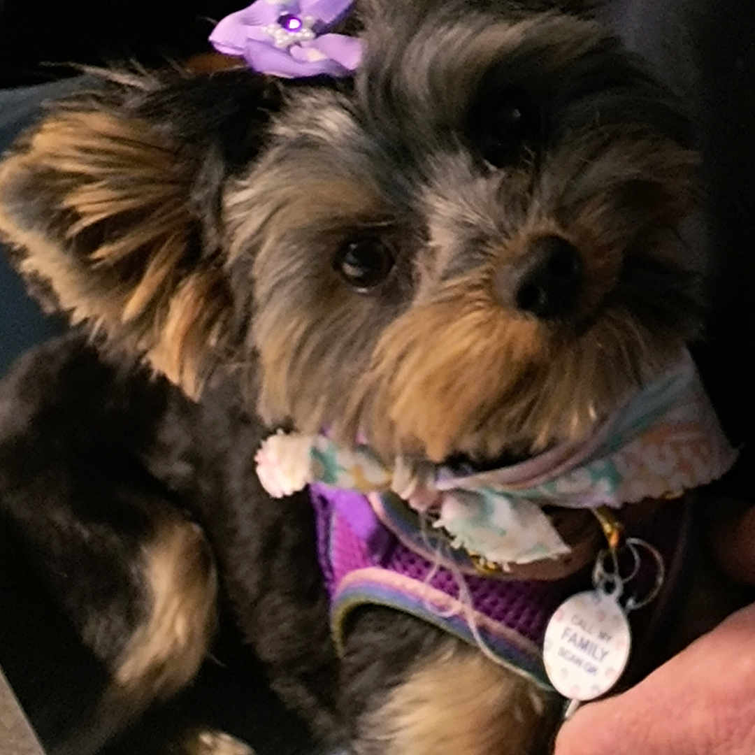 Bitsy joined the competition — help win amazing prizes! accessories, affenpinscher, airedale, animal, arm, bodypart, canine, couch, dog, finger, furniture, hand, leash, person, pet, poodle, puppy, strap, terrier, wristwatch