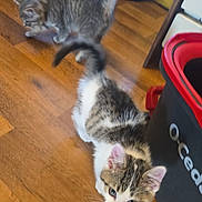 Loki And Jackson joined the competition — help win amazing prizes! cat, kitten, two_cats, tabby, white_and_gray, fur, tail, whiskers, ears, animal, pet, curious, standing, indoor, wooden_floor, home, recycling_bin, blue_container, red_bin, photography