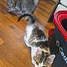 cat, kitten, two_cats, tabby, white_and_gray, fur, tail, whiskers, ears, animal, pet, curious, standing, indoor, wooden_floor, home, recycling_bin, blue_container, red_bin, photography