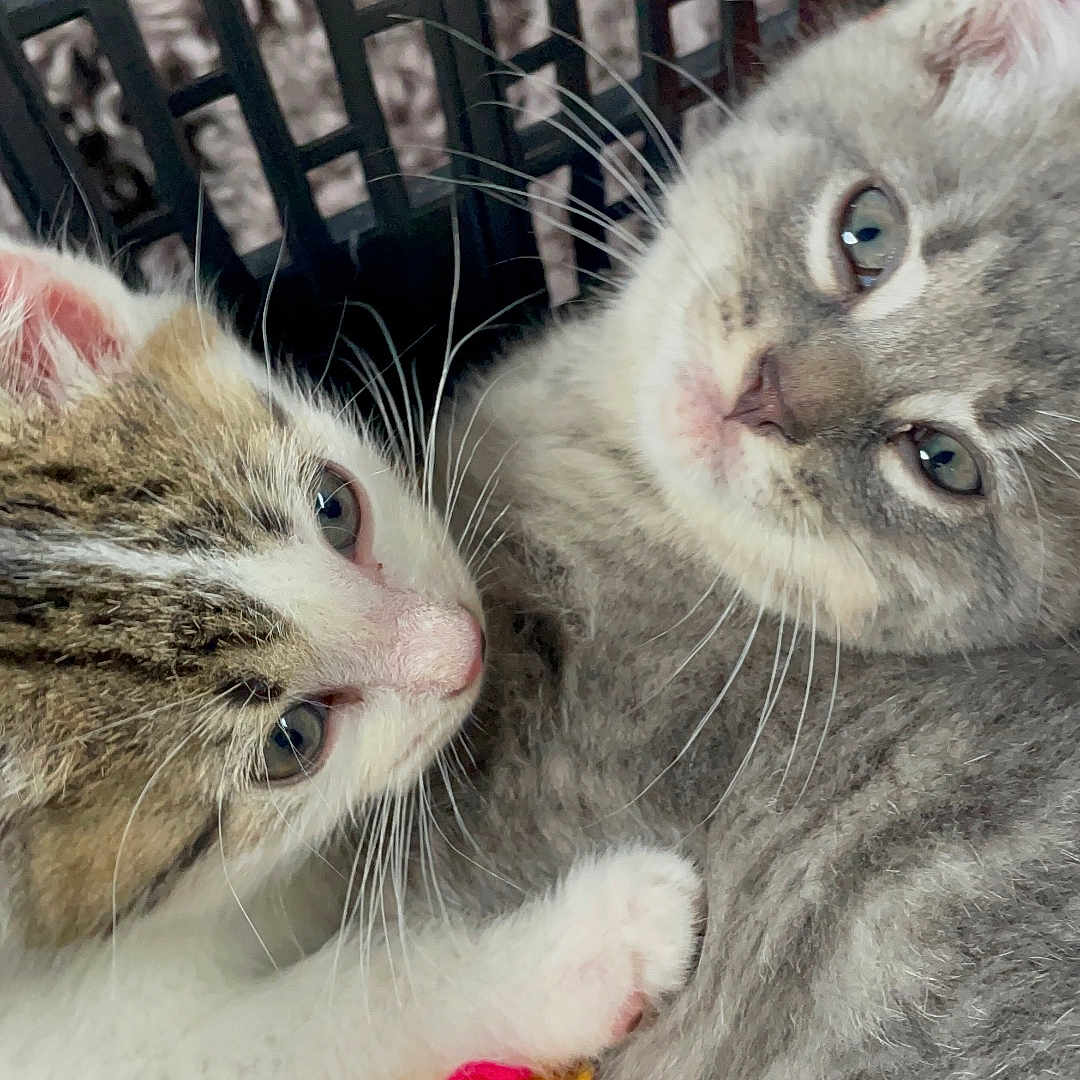 Loki And Jackson
