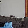 cat, couch, sofa, living_room, houseplant, window, indoors, home, furniture, blanket, fabric, gray, black, white, peeking, animal, pet, cozy, daylight, camouflage
