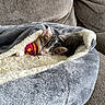 kittens, cats, sleeping,  cuddling, blanket, cozy, cute, pet, animal, indoor, couch, gray_blanket, cream_blanket, toy_mouse, pink_toy, resting, furry, whiskers, ears, home