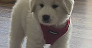 Tobi is registered to the contest to win money with this photo: puppy, dog, white_fur, fluffy, red_harness, pet, animal, standing, portrait, indoors, wood_floor, tile_floor, furniture, home, cute, adorable, black_nose, dark_eyes, full_body, photography