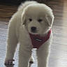 puppy, dog, white_fur, fluffy, red_harness, pet, animal, standing, portrait, indoors, wood_floor, tile_floor, furniture, home, cute, adorable, black_nose, dark_eyes, full_body, photography