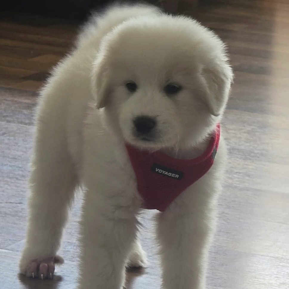 Tobi