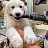 puppy, dog, white_fur, fluffy, long_hair, pet, grooming, hairbrush, bathroom, sink, mirror, human, holding, close_up, portrait, cute, playful, indoor, toiletries, funny