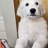 Tobi joined the competition — help win amazing prizes! puppy, dog, white_fur, fluffy, portrait, close_up, sitting, indoors, wooden_door, brown_background, dark_eyes, black_nose, paws, long_fur, cute, pet, canine, animal, photography, adorable
