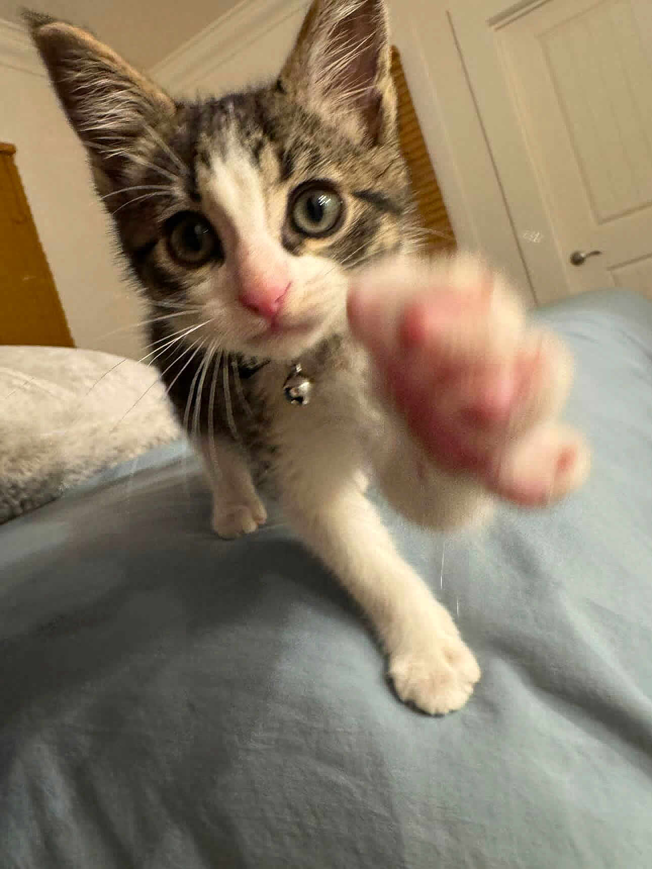 Yuki is registered to the contest to win money with this photo: kitten, cat, paw, bed, indoor, closeup, curious, pet, feline, collar, bell, whiskers, tabby, white, fur, cute, young, animal, playful, bedroom