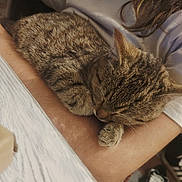 Aprille participe au concours pour gagner de l'argent avec cette photo : animal, arm, casual_clothing, cat, closeup, comfort, cozy, cute, feline, fur, indoor, nap, paw, person, pet, relaxation, resting, sleeping, sneakers, tabby_cat