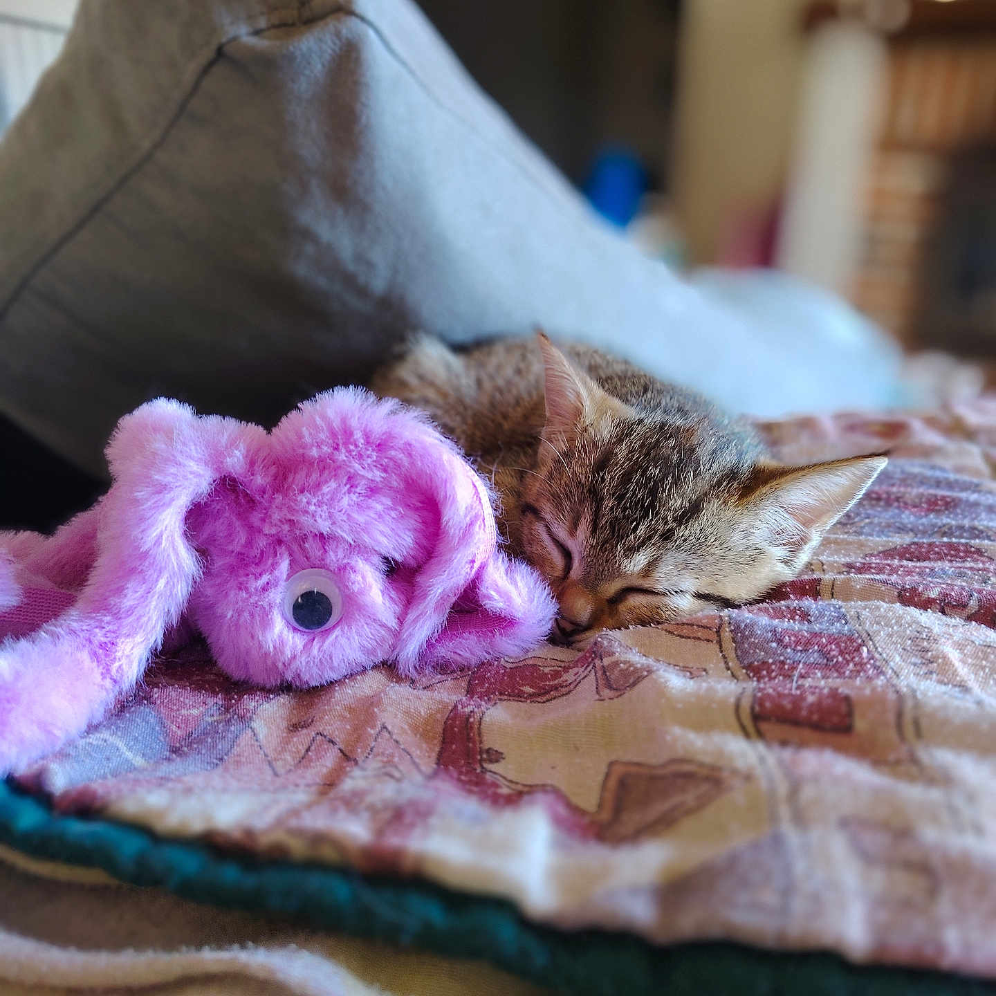 Aprille a rejoint le concours — aidez-le/la à gagner de superbes lots ! animal, blanket, cat, closeup, couch, cozy, cute, furniture, indoor, kitten, nap, pet, pink, relaxation, rest, sleeping, soft, stuffed_toy, tabby, toy