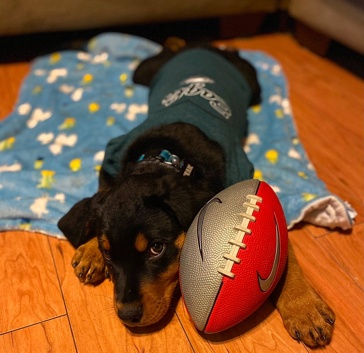 Teak joined the competition — help win amazing prizes! ball, canidae, carnivore, dachshund, dobermann, dog, dog_breed, dog_clothes, dog_collar, dog_supply, dog_toy, floor, guard_dog, hardwood, pinscher, puppy, rottweiler, sporting_group