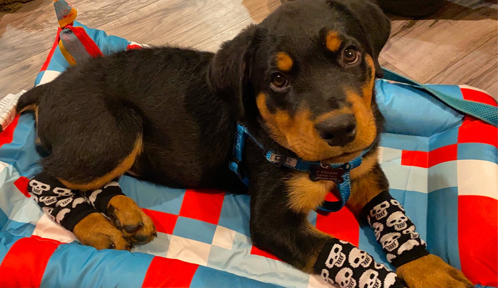 Teak is registered to the contest to win money with this photo: austrian_black_and_tan_hound, black_and_tan_terrier, canidae, carnivore, companion_dog, dachshund, dog, dog_breed, german_pinscher, guard_dog, huntaway, jagdterrier, mammal, pinscher, puppy, rottweiler, snout, sporting_group, transylvanian_hound, vertebrate