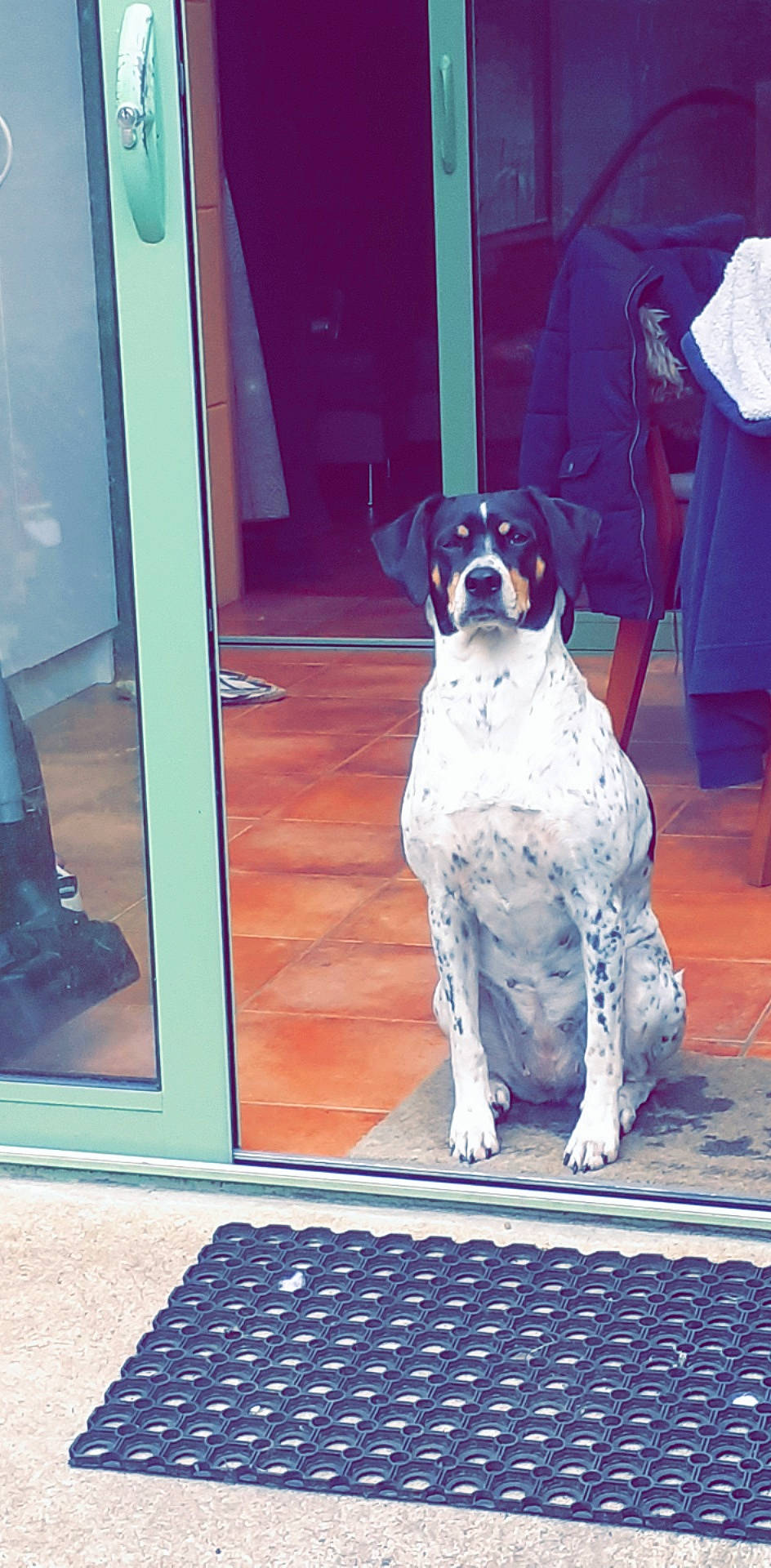 Iona participe au concours pour gagner de l'argent avec cette photo : braque_dauvergne, canidae, carnivore, dog, dog_breed, german_shorthaired_pointer, hunting_dog, mammal, old_danish_pointer, pointer, pointing_breed, sporting_group, vertebrate