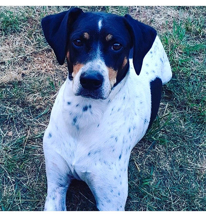 Iona participe au concours pour gagner de l'argent avec cette photo : bluetick_coonhound, canidae, carnivore, companion_dog, dog, dog_breed, hunting_dog, mammal, pointer, rare_breed_dog, sporting_group, vertebrate