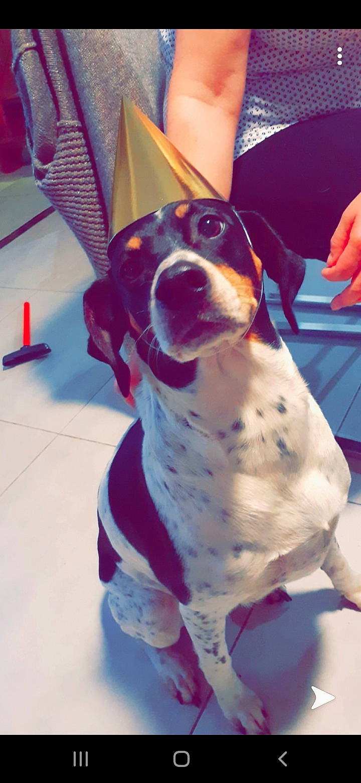 Iona a rejoint le concours — aidez-le/la à gagner de superbes lots ! canidae, carnivore, dalmatian, dog, dog_breed, hunting_dog, mammal, pointer, snout, sporting_group