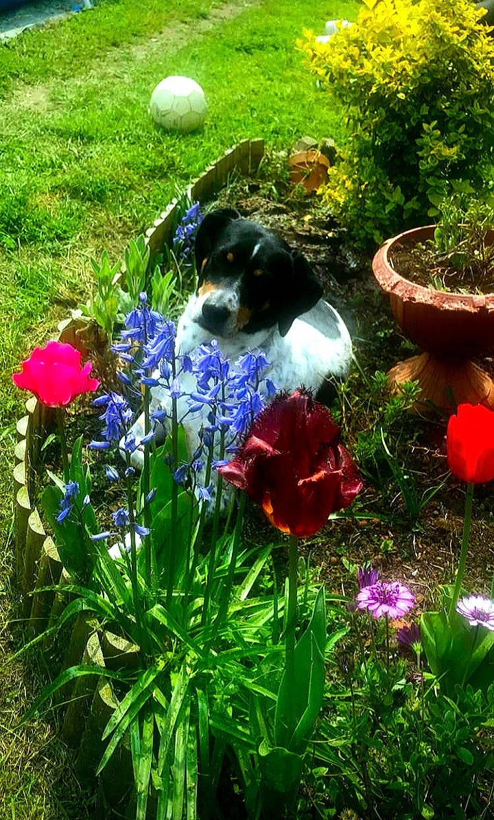 Iona participe au concours pour gagner de l'argent avec cette photo : anemone, annual_plant, botany, canidae, carnivore, delphinium, dog, flower, flowering_plant, garden, grass, grass_family, landscaping, lawn, plant, spring, tulip, violet_family, wildflower, yard