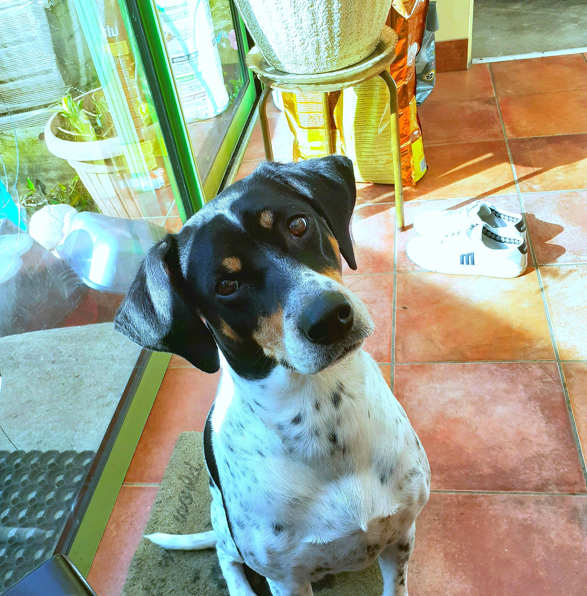 Iona a rejoint le concours — aidez-le/la à gagner de superbes lots ! bluetick_coonhound, braque_dauvergne, canidae, carnivore, coonhound, dog, dog_breed, german_shorthaired_pointer, grand_bleu_de_gascogne, hunting_dog, louisiana_catahoula_leopard_dog, mammal, old_danish_pointer, pointer, pointing_breed, sporting_group, treeing_walker_coonhound, vertebrate