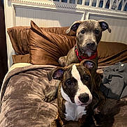 Mocha And Steele is registered to the contest to win money with this photo: bed, blanket, brown_pillow, canine, cozy, curious, cute, dog, domestic_animal, ears, furniture, headboard, indoor, looking_at_camera, mammal, pet, puppy, resting, two_animals, young_dog