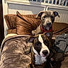 bed, blanket, brown_pillow, canine, cozy, curious, cute, dog, domestic_animal, ears, furniture, headboard, indoor, looking_at_camera, mammal, pet, puppy, resting, two_animals, young_dog