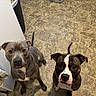 Mocha And Steele is registered to the contest to win money with this photo: animal, brown, canine, chain_collar, companion, dog, domestic, ears, eyes, floor, gray, indoor, kitchen, looking_up, pets, snout, tail, tile, two_animals, white