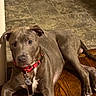 Mocha And Steele is registered to the contest to win money with this photo: animal, brown, canine, collar, curious, dog, domestic, ears, floor, indoor, looking, lounge, paw, pet, relaxed, side_view, tag, tile, wood_floor, young_dog