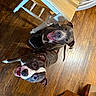 brown_floor, canine, chair, companions, dog, domestic_animal, flooring, friendly, furniture, happy, indoor, looking_up, pets, playful, smiling, table, tongue_out, two_dogs, wood, wooden_floor