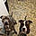 Mocha And Steele