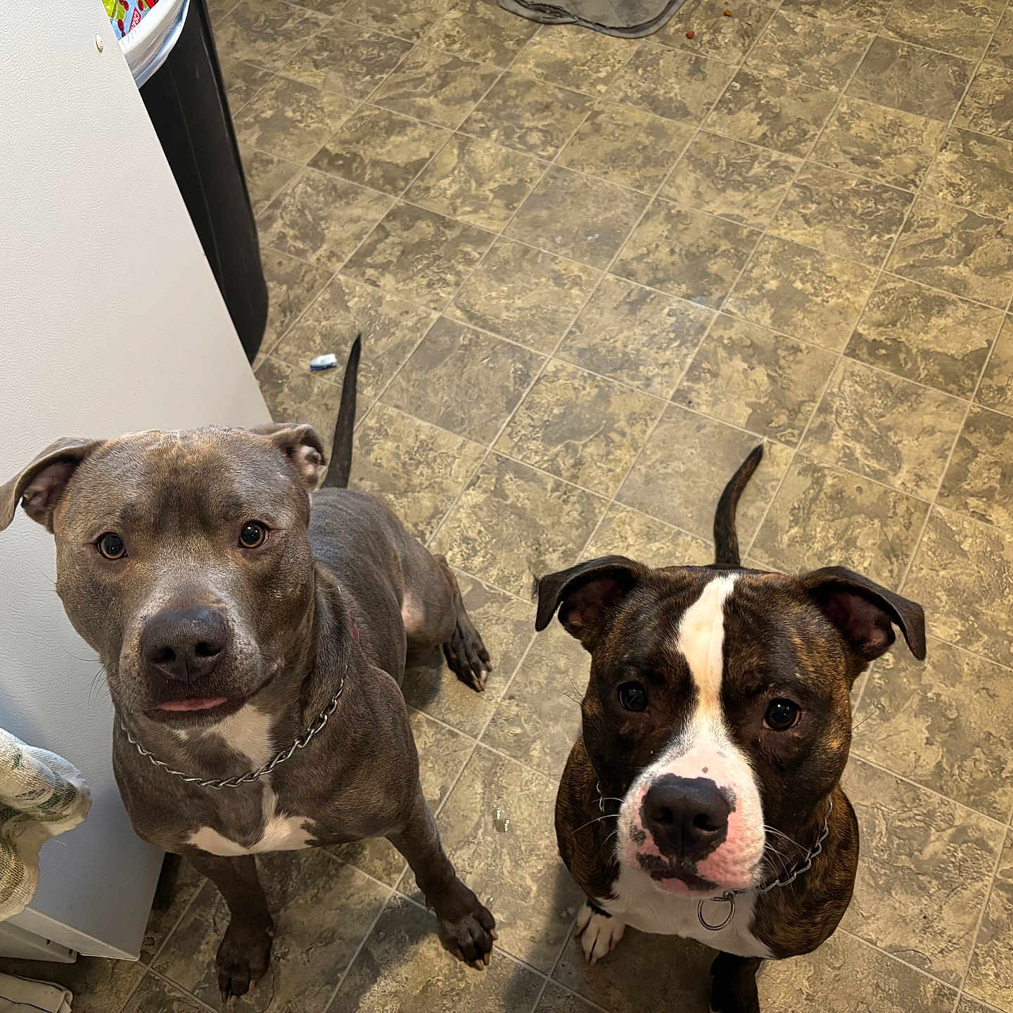 Mocha And Steele joined the competition — help win amazing prizes! animal, brown_dog, cabinet, chain_collar, companion, dog, ears, floor, gray_dog, home, indoor, kitchen, looking_up, pets, sitting, tail, tile_floor, towel, two_dogs, waiting