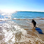 Ulys participe au concours pour gagner de l'argent avec cette photo : dog, beach, ocean, water, waves, sunlight, shadow, sky, sand, sea, outdoor, animal, pet, playful, sunny, daytime, shore, nature, fun, vacation