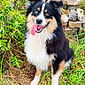 Ulys a rejoint le concours — aidez-le/la à gagner de superbes lots ! animal, cute, dog, ears, fluffy, friendly, fur, garden, grass, happy, nature, outdoor, pet, pile, plants, sitting, smiling, stone, tongue_out, tricolor