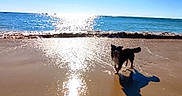 Ulys participe au concours pour gagner de l'argent avec cette photo : animal, beach, coast, dog, happy, nature, ocean, outdoor, pet, playful, reflection, sand, shadow, shore, sky, summer, sunlight, sunny, water, wave