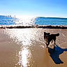 Ulys participe au concours pour gagner de l'argent avec cette photo : dog, beach, ocean, water, sand, sunlight, shadow, wave, sky, outdoor, animal, nature, pet, playful, sunny, reflection, shore, summer, happy, coast