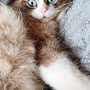Savannah participe au concours pour gagner de l'argent avec cette photo : cat, blue_eyes, fur, fluffy, blanket, soft_texture, relaxed, pet, animal, whiskers, pink_nose, close_up, indoor, cute, feline, resting, cozy, laying, mammal, portrait