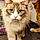 Savannah