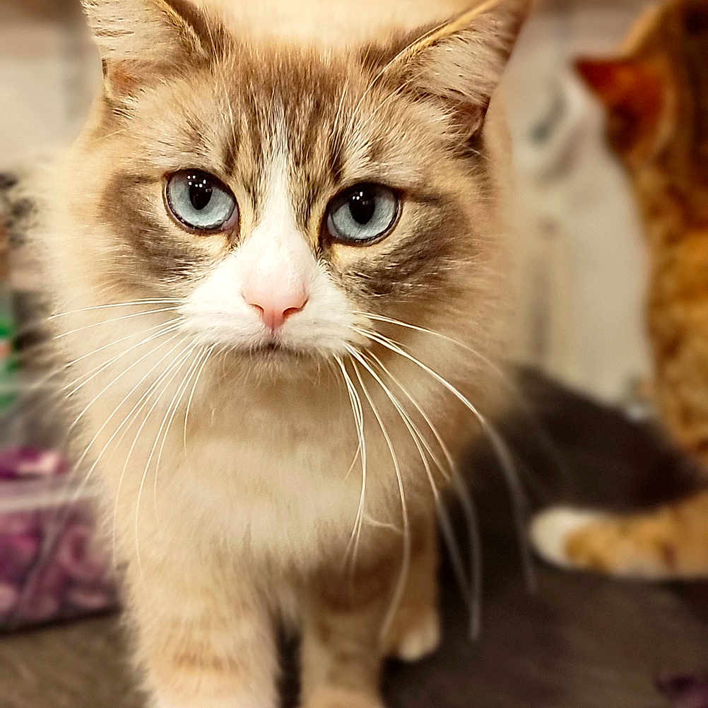 Savannah a rejoint le concours — aidez-le/la à gagner de superbes lots ! cat, blue_eyes, fluffy_tail, walking, confident, indoor, household, blurry_background, pet, feline, curious, whiskers, close_up, domestic_cat, tabby, portrait, animal, cute, fur, focus