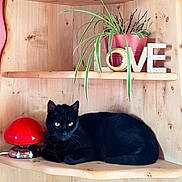 Diablo participe au concours pour gagner de l'argent avec cette photo : black_cat, cat, animal, pet, wooden_shelf, lamp, red_lamp, plant, green_plant, flower_pot, pink_pot, love_letters, decor, indoor, cozy, resting, feline, cute, eyes, wood
