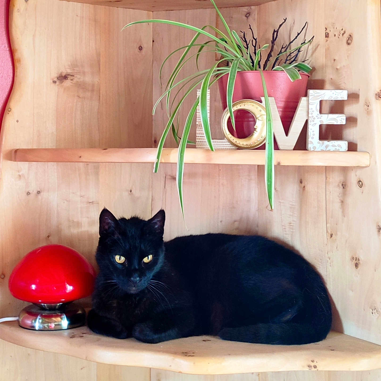 Diablo participe au concours pour gagner de l'argent avec cette photo : black_cat, cat, animal, pet, wooden_shelf, lamp, red_lamp, plant, green_plant, flower_pot, pink_pot, love_letters, decor, indoor, cozy, resting, feline, cute, eyes, wood