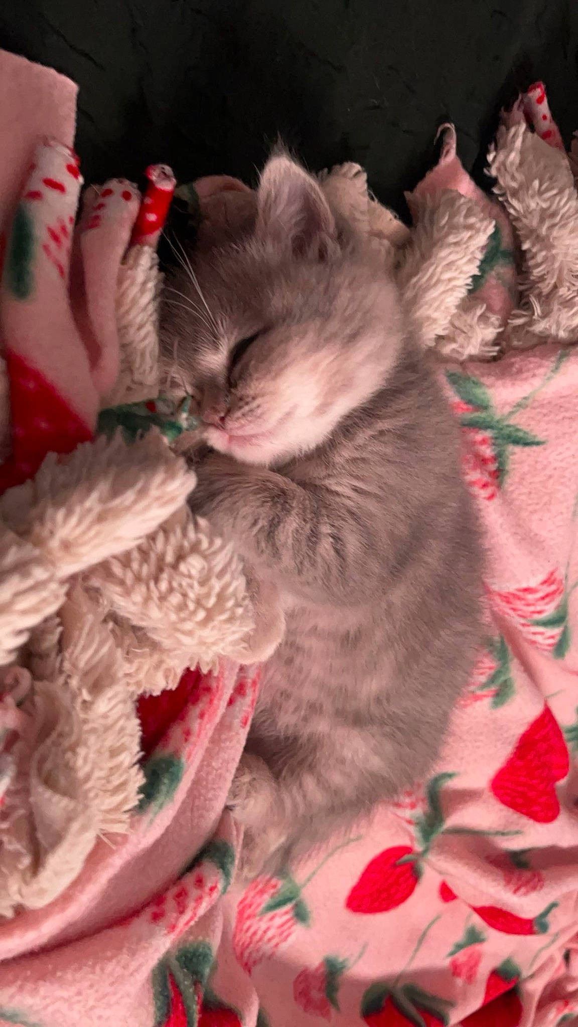 Yue is registered to the contest to win money with this photo: canidae, carmine, carnivore, claw, companion_dog, dog_breed, fawn, felidae, fur, liver, nap, pattern, paw, peach, petal, pink, small_to_medium_sized_cats, sporting_group, tail, whiskers