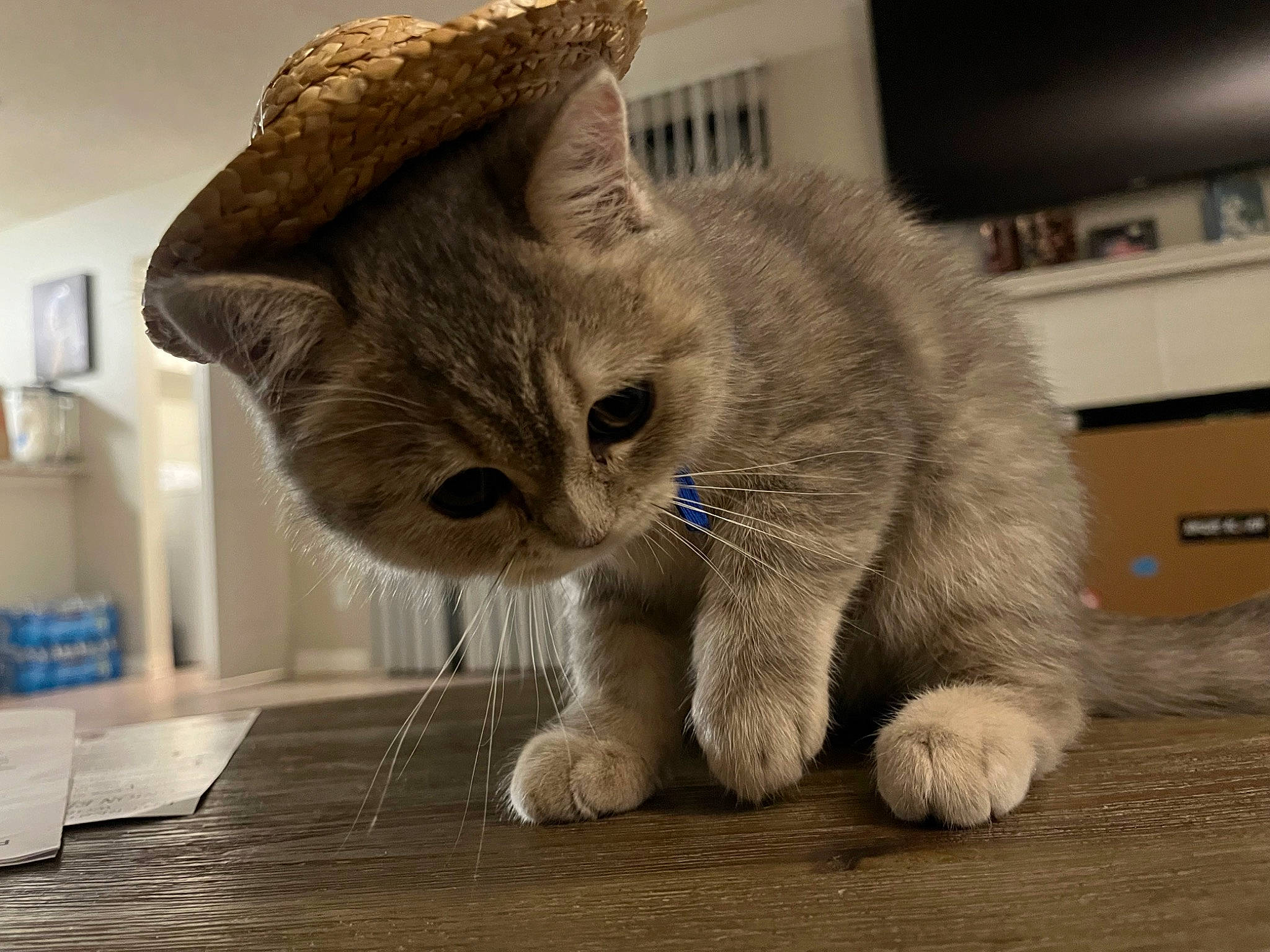 Yue joined the competition — help win amazing prizes! carnivore, cat, chartreux, claw, domestic_short_haired_cat, fawn, felidae, flooring, fur, hardwood, lamp, paw, pet_supply, photo_caption, sitting, small_to_medium_sized_cats, snout, tail, whiskers, wood