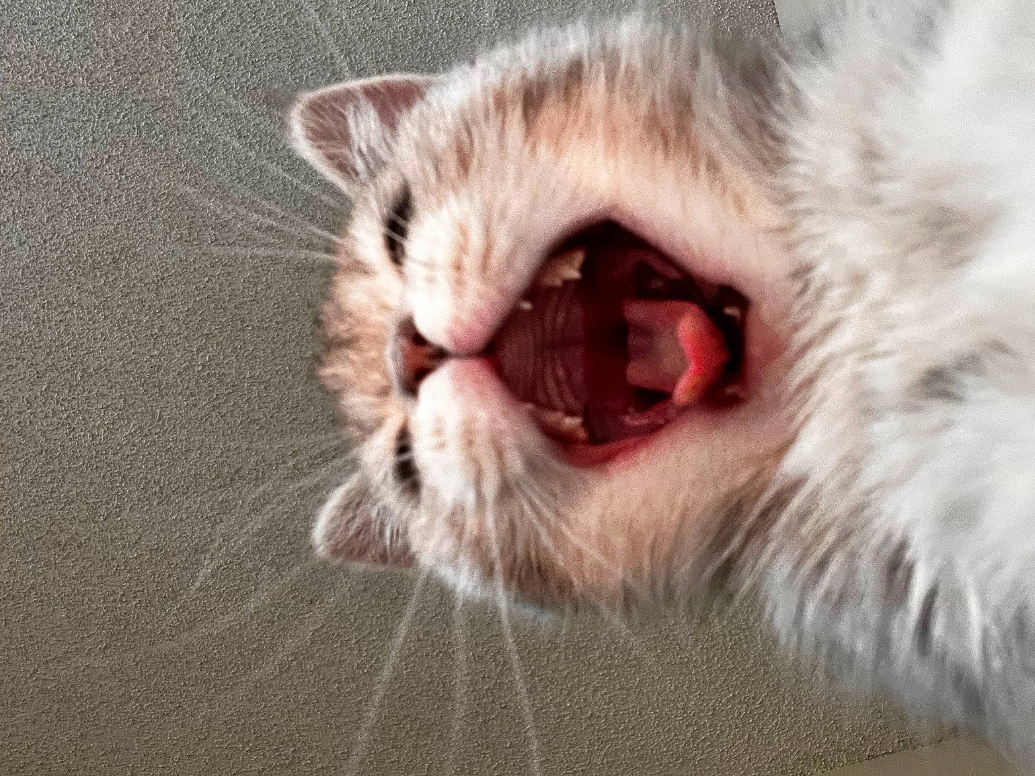 Yue is registered to the contest to win money with this photo: carnivore, cat, claw, domestic_short_haired_cat, ear, fang, felidae, fur, macro_photography, paw, small_to_medium_sized_cats, tail, whiskers, yawn