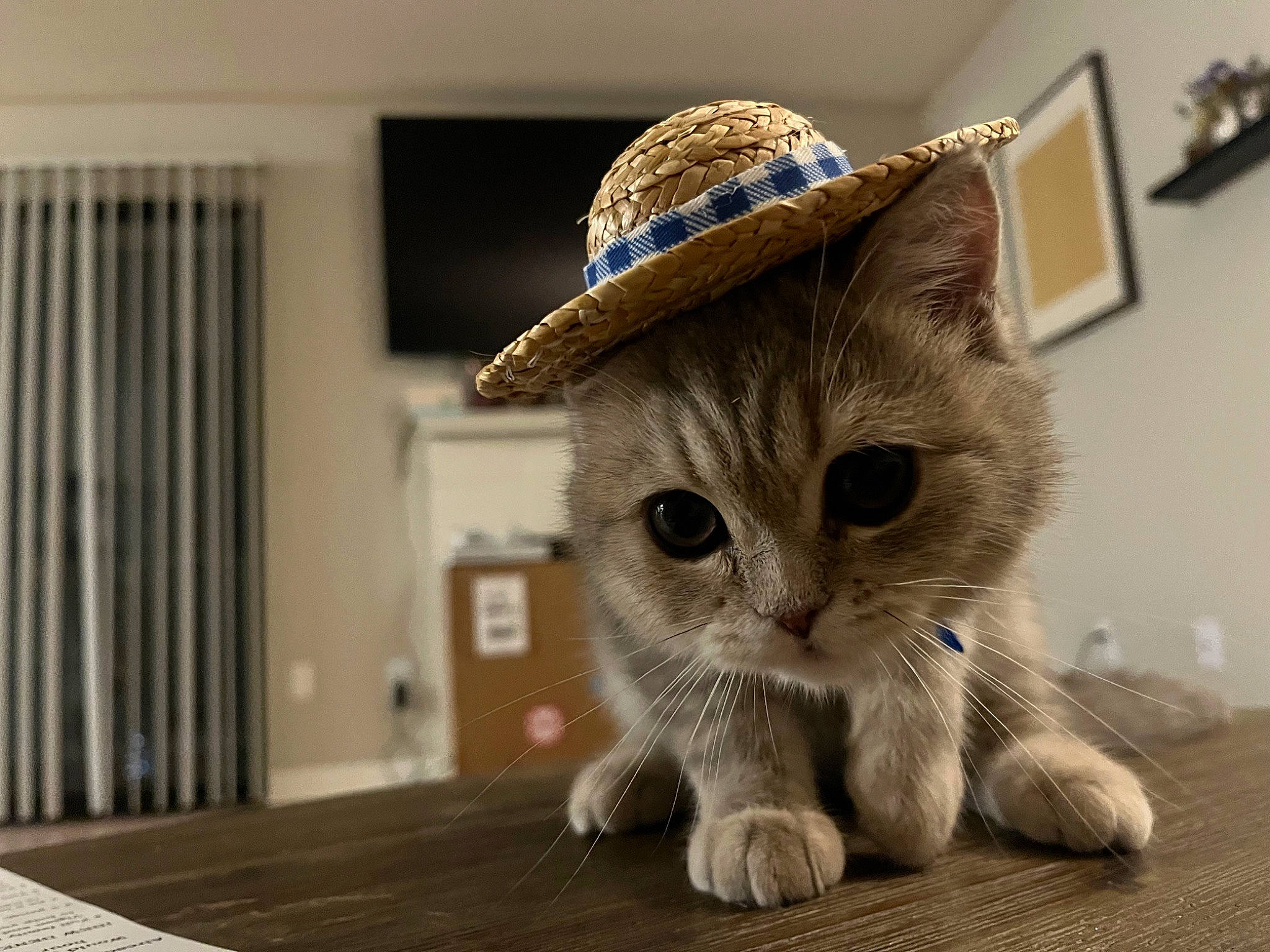 Yue joined the competition — help win amazing prizes! cap, carnivore, cat, costume_hat, domestic_short_haired_cat, fashion_accessory, fawn, fedora, felidae, flooring, fur, hardwood, hat, paw, picture_frame, small_to_medium_sized_cats, snout, sun_hat, whiskers, wood