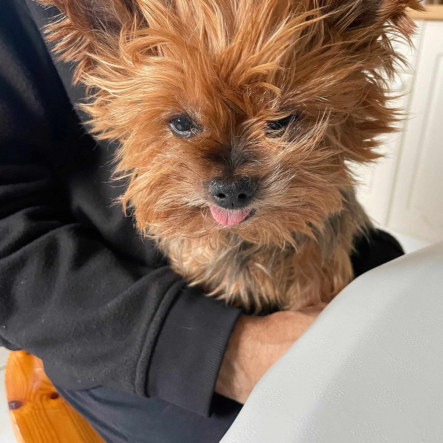 Hymperial a rejoint le concours — aidez-le/la à gagner de superbes lots ! animal, black_sweater, close_up, companion, cozy, cute, dog, domestic, expression, face, fur, furry, hand, indoor, person, pet, small_dog, table, tongue_out, wooden_chair