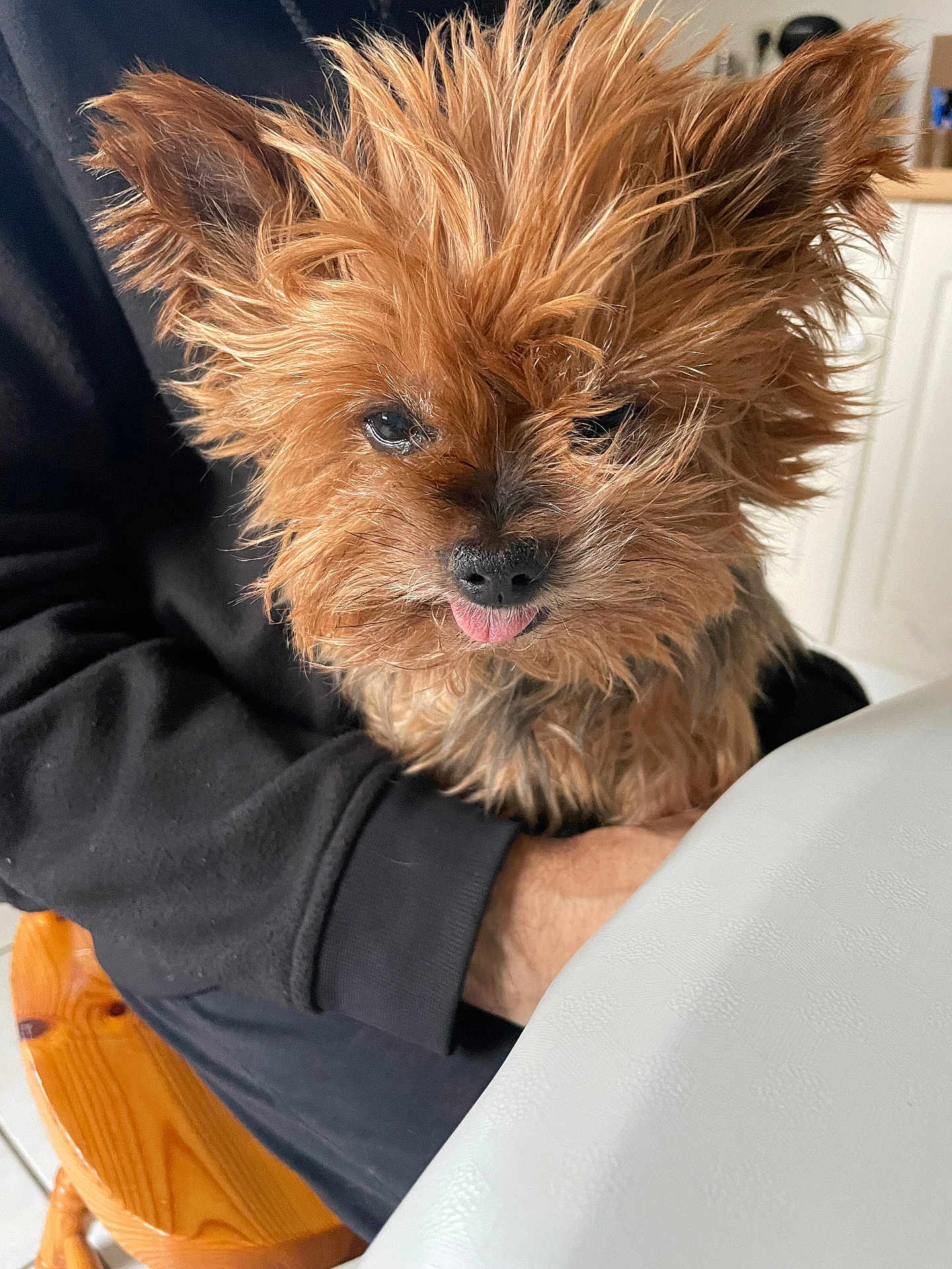 Hymperial a rejoint le concours — aidez-le/la à gagner de superbes lots ! dog, pet, small_dog, fur, tongue_out, indoor, person, black_sweater, wooden_chair, table, cute, animal, companion, hand, furry, close_up, expression, face, domestic, cozy