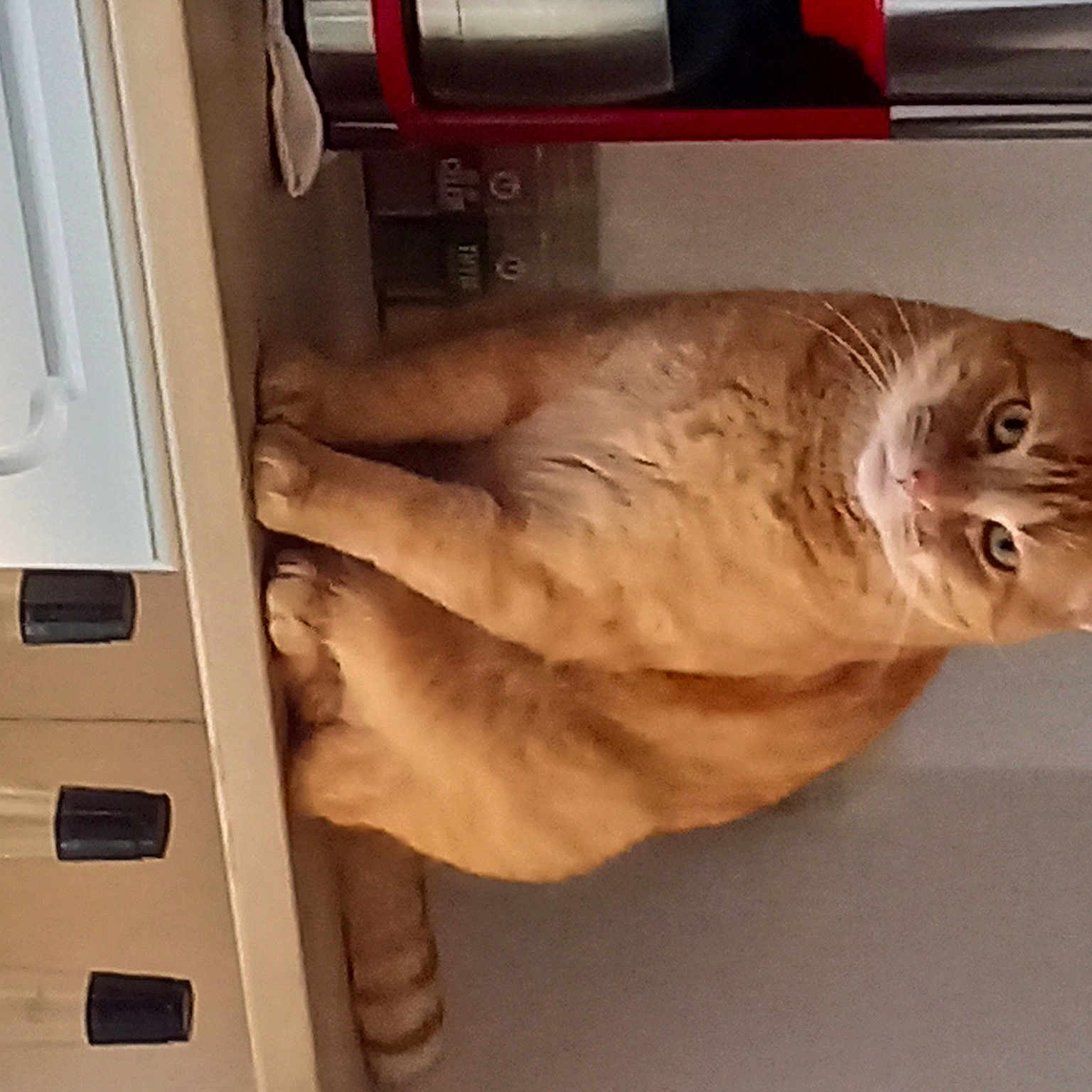 Symba a rejoint le concours — aidez-le/la à gagner de superbes lots ! cabinetry, carnivore, cat, domestic_short_haired_cat, door_handle, felidae, fur, gas, gesture, hardwood, machine, refrigerator, room, shelf, shelving, small_to_medium_sized_cats, tail, vehicle_door, whiskers, wood