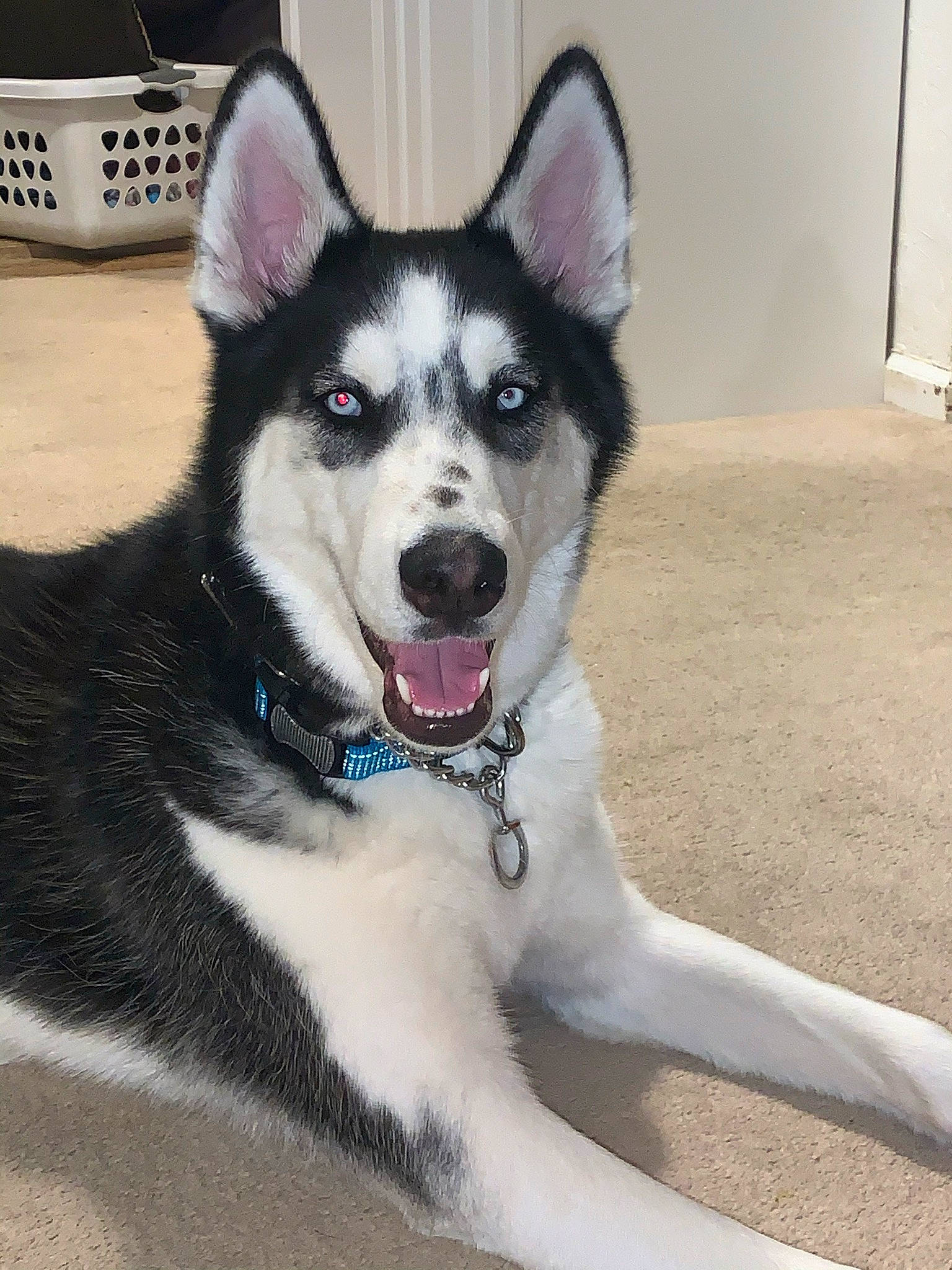 Loki joined the competition — help win amazing prizes! canidae, canis, carnivore, collar, companion_dog, dog, dog_breed, dog_collar, fur, paw, recreation, siberian_husky, sled_dog, sporting_group, tail, terrestrial_animal, whiskers, window, working_animal, working_dog
